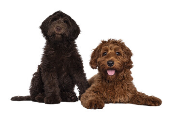 Red and chocolate Cobberdog aka Labradoodle pups, sitting and laying down together. Looking towards...