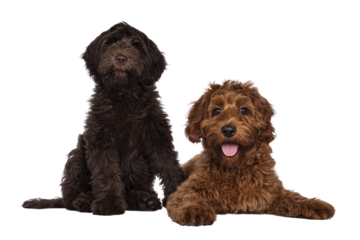 Red and chocolate Cobberdog aka Labradoodle pups, sitting and laying down together. Looking towards camera. Isolated cutout on a transparent background.