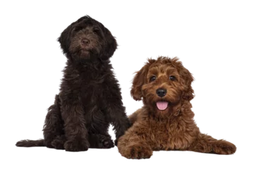 Foto auf Alu-Dibond Red and chocolate Cobberdog aka Labradoodle pups, sitting and laying down together. Looking towards camera. Isolated cutout on a transparent background. © Nynke