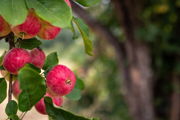 Ripe red apples on an apple tree branch on a clear summer day in the garden, copy space.