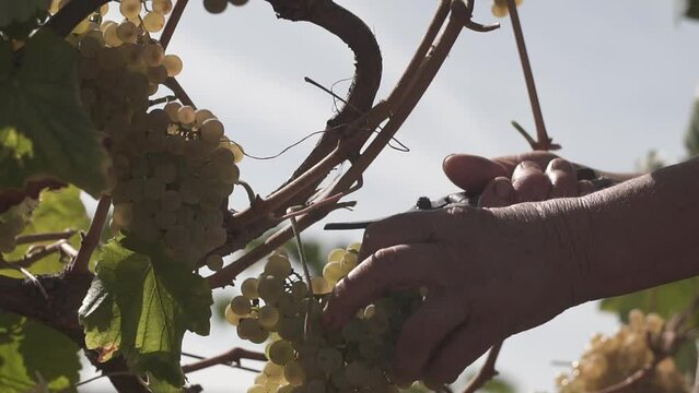 Vindimas Portugal, Vinho verde