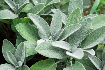 foglie verdi di salvia