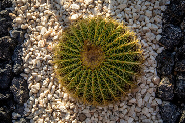 Nice big cactus. Green plant. Sun rays. Summer day. Cactus with big thorns.