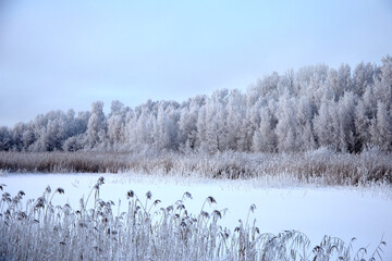 Forest and field covered with white snow on a winter day, selective focus