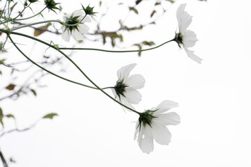 fiori  bianchi di cosmos su sfondo bianco