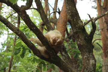 macaque dans un arbre