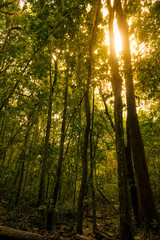Sunlight falling on Indian rainforest trees, beautiful background for print usage.