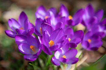 Macro first crocus saffron flower