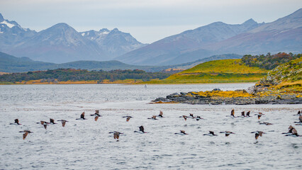 Panoramic view over beautiful and colorful landscape at Ensenada Zaratiegui Bay in Tierra del Fuego National Park, near Ushuaia and Beagle Channel, Patagonia, Argentina, early Autumn.
