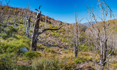 Hiking trail towards major peaks, standing high towers teeth surrounded by austral  dead forests in...