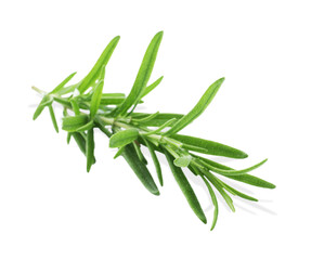 Aromatic green rosemary sprig isolated on white. Fresh herb