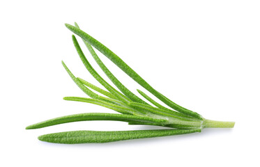 Aromatic green rosemary sprig isolated on white. Fresh herb