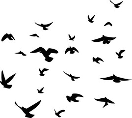 Fototapeta na wymiar silhouettes of birds
