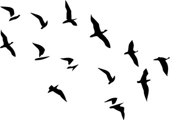 Fototapeta na wymiar silhouette of a flock of birds