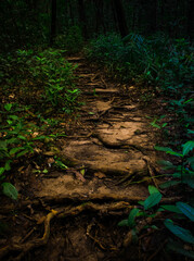 Twisted tree roots covering the footpath in the forest.