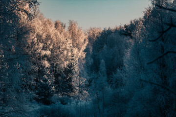 Rays of morning light illuminating a clearing in a snow-covered forest
