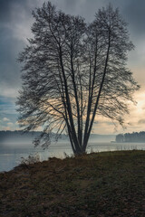 A lonely tree on the shore of a winter lake