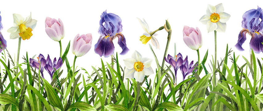 Green grass with spring flowers seamless border. Watercolor illustration isolated on transparent background. Tulip, Narcissus, Iris, Hyacinth flower. Easter, Mother day card decoration