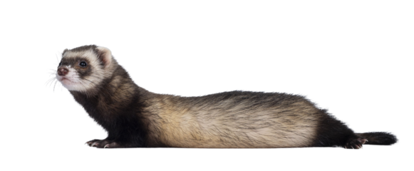 Cute young ferret laying down side ways, looking to the side. Isolated on a white background.