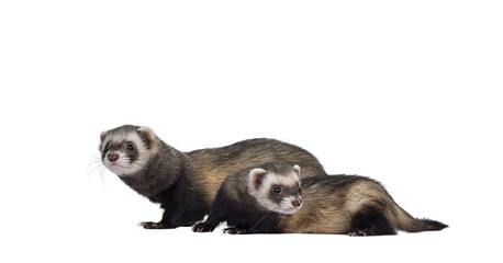 Cute young ferrets standing  side ways, looking to the side and to camera. Isolated on a white background.