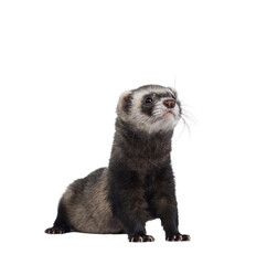 Cute young ferret standing with head high sniffing, looking straight ahead. Isolated on a white...