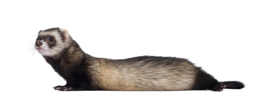 Cute young ferret laying down side ways, looking to the side. Isolated on a white background.