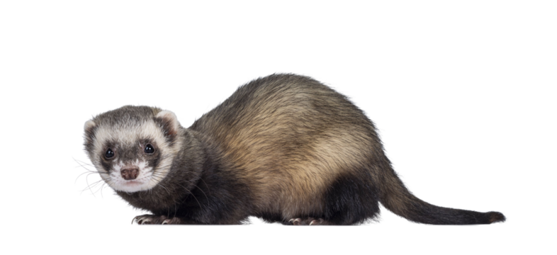 Cute young ferretstanding side ways, looking to camera. Isolated on a white background.
