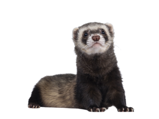 Cute young ferret laying down facing front with head lifted up, looking to camera. Isolated on a white background.