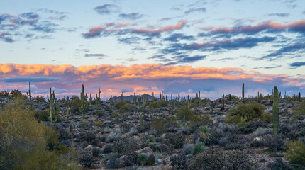 Wide Ratio Arizona Desert Sunset Landscape With Cactus & Rocks