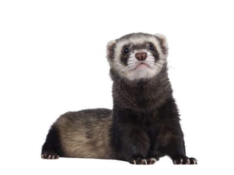 Cute young ferret laying down facing front with head lifted up, looking to camera. Isolated on a white background.