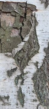 Close up of birch bark. Nature card. Wooden background with copy space.