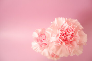 Beautiful pink Carnation flowers on pink background. Closed up pink Carnation flower photo for Mother's day, Women's day and Wedding day design. 