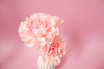 Beautiful pink Carnation flowers on pink background. Closed up pink Carnation flower photo for Mother's day, Women's day and Wedding day design. 