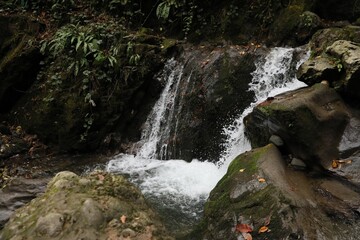 Beautiful view of mountain stream, rocks and green plants