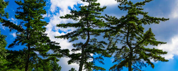 清々しい青空のゴルフ場・ティーイングエリアから見上げる空と雲と木々のパノラマ（千葉県木更津市）