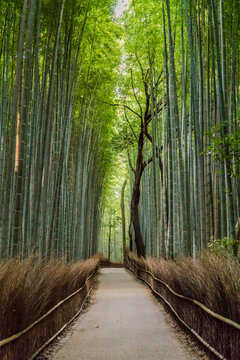Arashiyama bambo forest