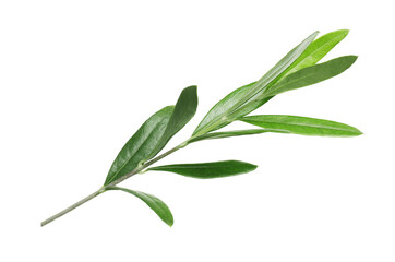 Olive twig with fresh green leaves on white background