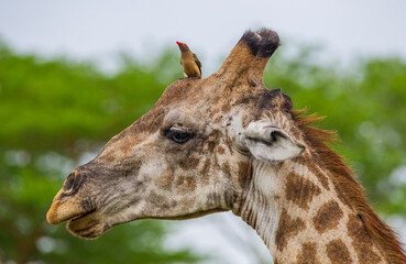 Red-billed oxpecker (Buphagus erythrorhynchus) is a resident African bird. And it is usually feeds on insects on giraffes, zebras and antelopes.