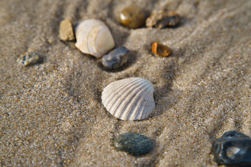 Fototapeta na wymiar various shells on the beach sand, with the sea as neighbor in Denmark