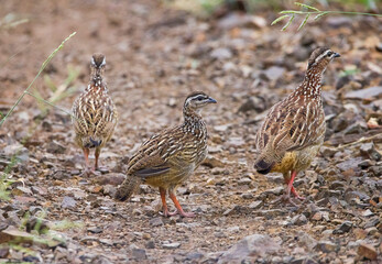 Crested francolin (Dendroperdix sephaena) is a bird species in the Phasianidae family. It is found in many countries on the African continent.