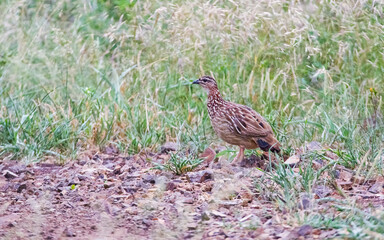 Crested francolin (Dendroperdix sephaena) is a bird species in the Phasianidae family. It is found in many countries on the African continent.