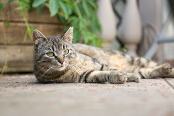 Striped grey cat lying on its side on a deck -  incision scar on her left ear - 558170409