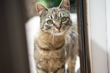 Striped grey cat looking at you through an open deck door - 558170424