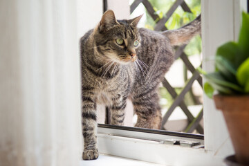 Beautiful striped grey cat walking into the room through an open window - 558170432