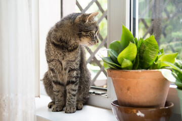 Beautiful striped grey cat sitting on a windowsill of an open window - 558170444
