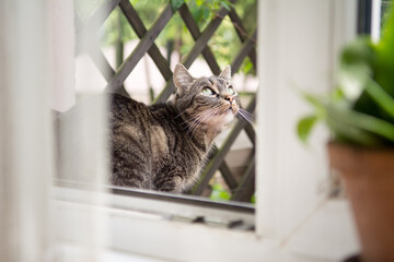 Beautiful striped grey cat sitting outside of an open window, looking up - 558170458