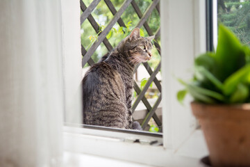Beautiful striped grey cat sitting outside of an open window, looking at something - 558170470