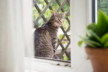 Beautiful striped grey cat sitting outside of an open window, looking at something