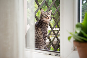 Beautiful striped grey cat sitting outside of an open window, looking up