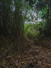 road through the Colombian jungle, crossing of people through a bamboo forest